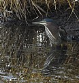 Picture Title - green heron I