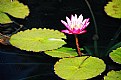 Picture Title - Lilypad2