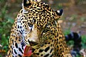 Picture Title - Jaguar