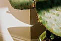 Picture Title - Cactus Con Ombra
