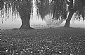 Picture Title - Autumn Mist