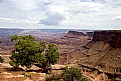 Picture Title - tree and canyon