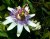 Passion Flower"Marie"