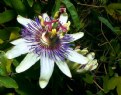 Picture Title - Passion Flower"Marie"