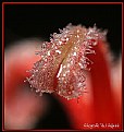 Picture Title - Pistil