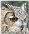 Picture Title - Wise Old Owl