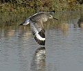 Picture Title - Willet