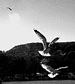 Picture Title - gulls2