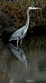 Picture Title - Great Blue Reflected