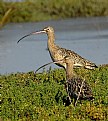 Picture Title - Long- Billed Curlews