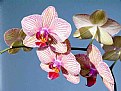 Picture Title - Orchids2