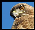 Picture Title - Hawk Eye