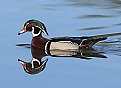 Picture Title - A Wood Duck Day 2