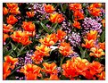 Picture Title - Tamworth Tulips