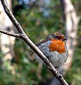 Picture Title - ROBIN REDBREAST 2