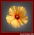 Picture Title - Hibiscus Yellow 01