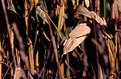 Picture Title - Drying Corn