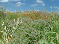 Picture Title - Flowers and sky