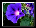 Picture Title - Violet Morning Glory