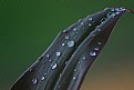 Picture Title - Droplets