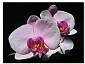 Picture Title - Orchidee