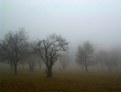 Picture Title - trees in the mist 1