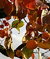 Picture Title - frutta d'autunno