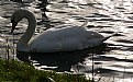 Picture Title - Swan Light