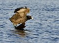 Picture Title - The Coot