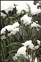 Picture Title - Snowy Ferns