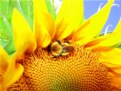 Picture Title - Al riparo del... girasole