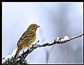 Picture Title - Yellowhammer