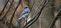 Picture Title - Blue Bird