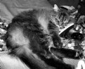Picture Title - Remote Caddy