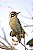Male Ladder Back Woodpecker on Pecan Tree