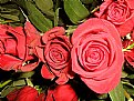 Picture Title - Fresh Roses 