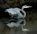 Picture Title - feathers ruffled