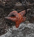 Picture Title - starfish