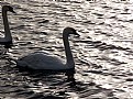 Picture Title - Swan Shine