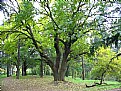 Picture Title - Chopping the stem of Plane Tree