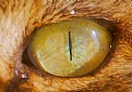 Picture Title - Cat's Eye