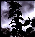 Picture Title - silhouetting dark