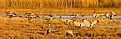 Picture Title - Adult Sandhill Crane Pair Landing