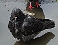 Picture Title - Ruffled Feathers