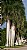 Row of palms