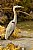 Great Blue Heron Posing