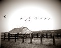 Picture Title - ~country flock~
