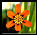 Picture Title - Orange flower