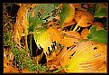 Picture Title - more autumn