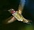 Lil' Red Anna's Hummingbird